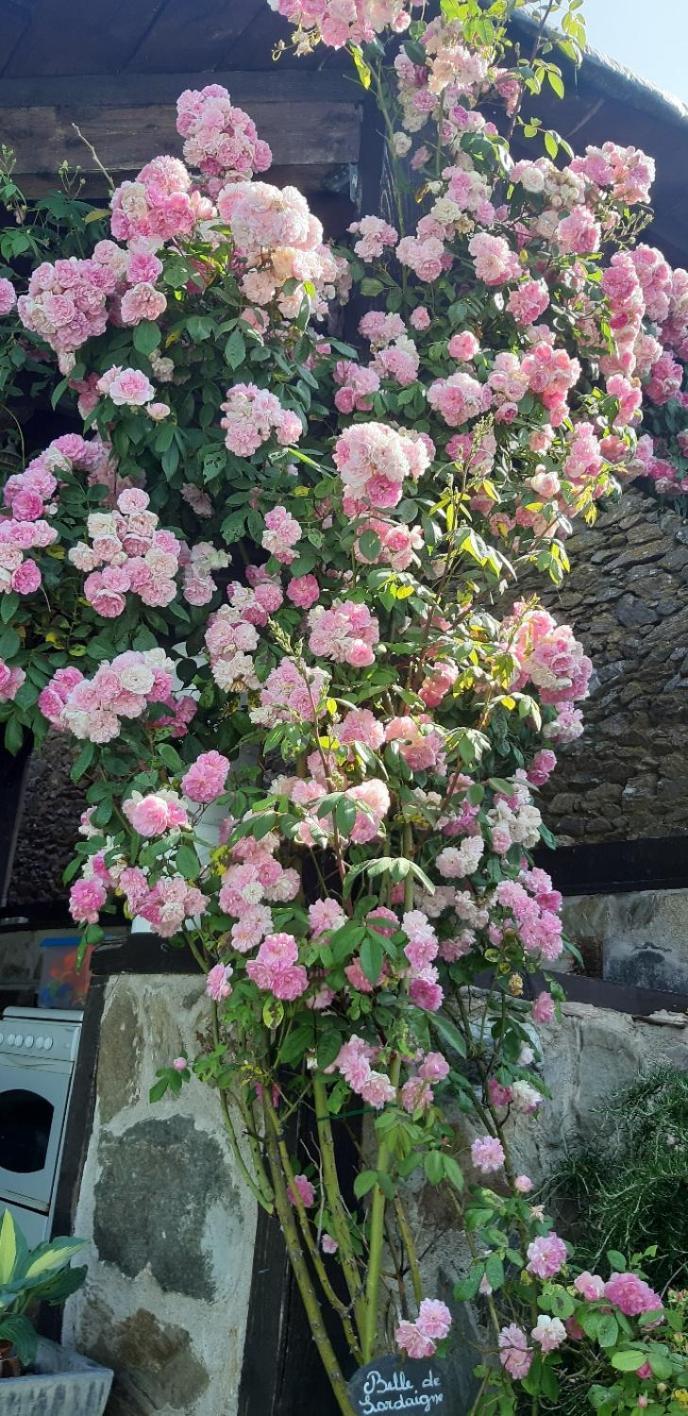 Louradou-Sur-Ciel Bed and Breakfast Jouqueviel Exteriör bild